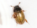 Cercyon quisquilius